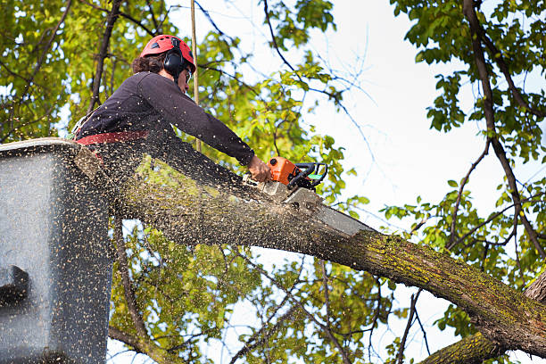 Best Tree Trimming and Pruning  in Meadow Oaks, FL